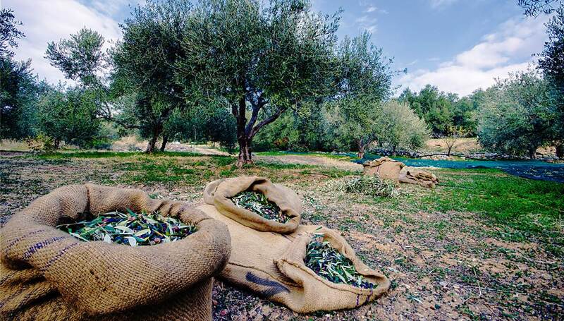 The olive harvest, typically occurring from October to November